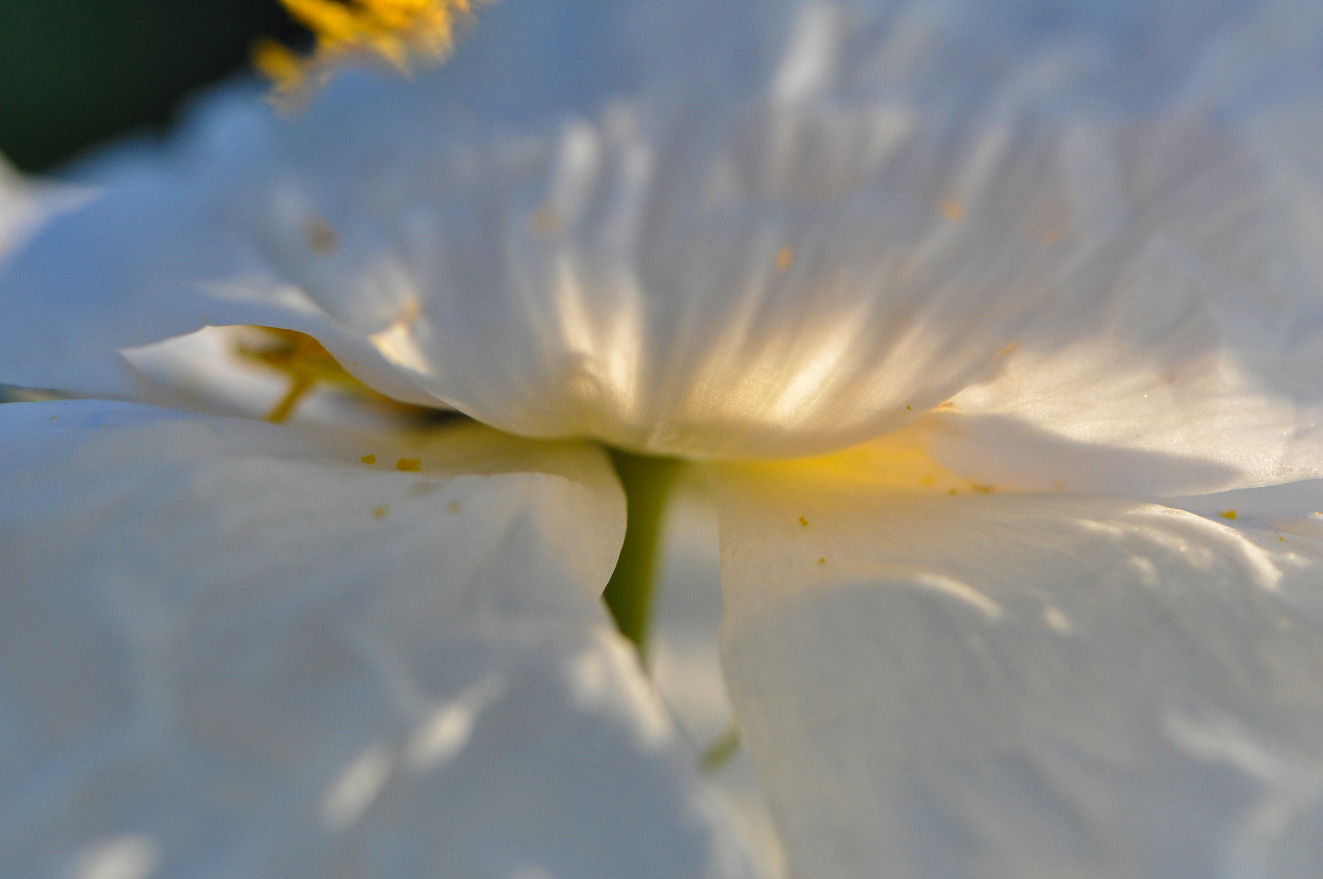 Matilija Poppy