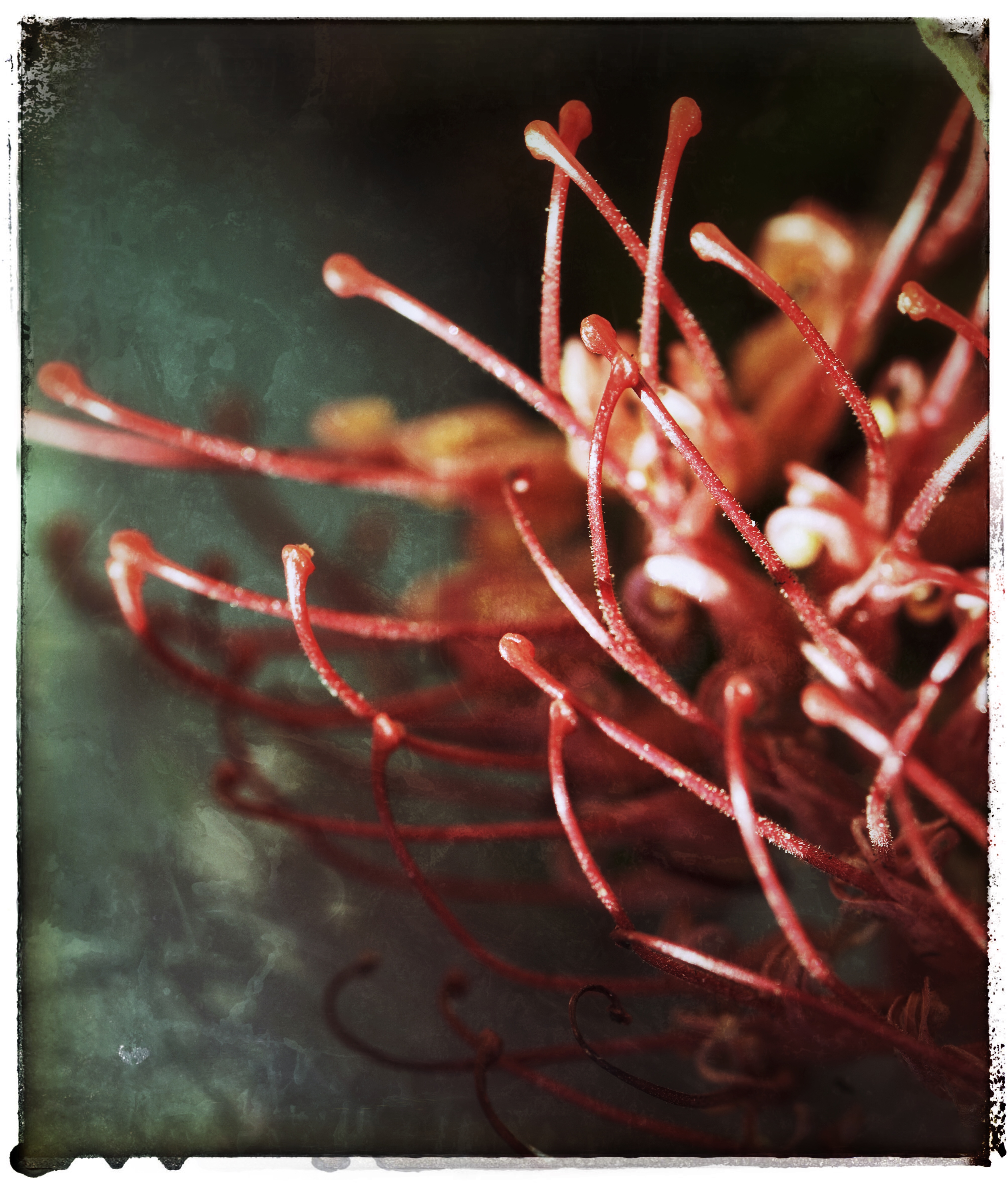 Grevillea
