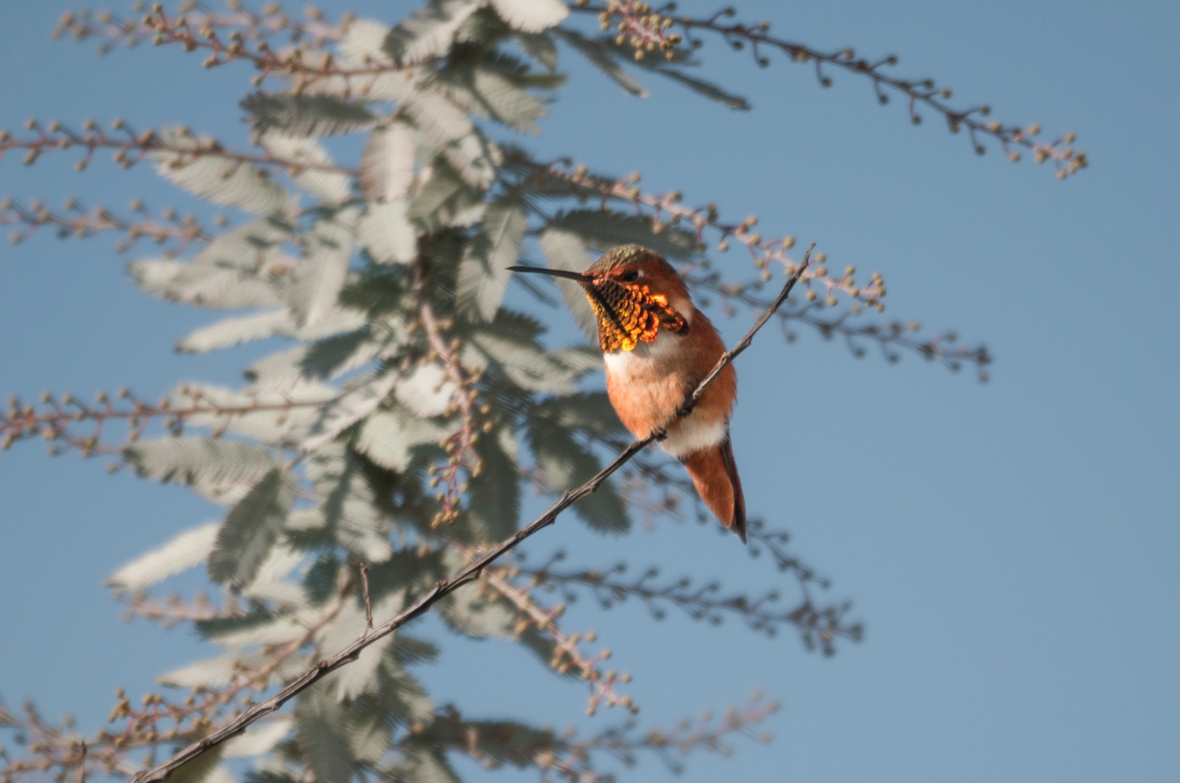 Hummingbird on Lucifer